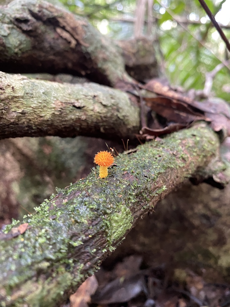 Golden Scruffy Collybia From Crater Lakes National Park Lake Barrine