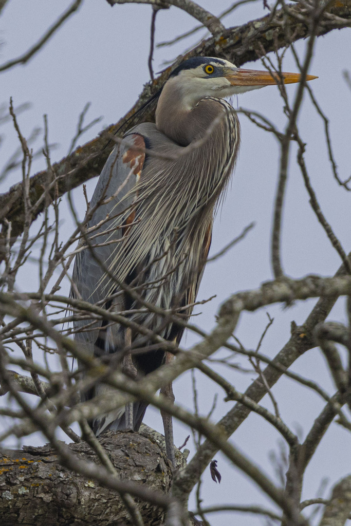 Great Blue Heron From Canyon Lake TX USA On March 4 2024 At 09 38 AM