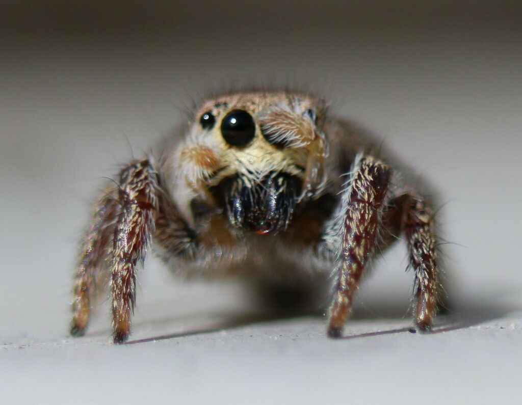 Habronattus Coecatus In March 2024 By Matthew Lindsey She Appears To