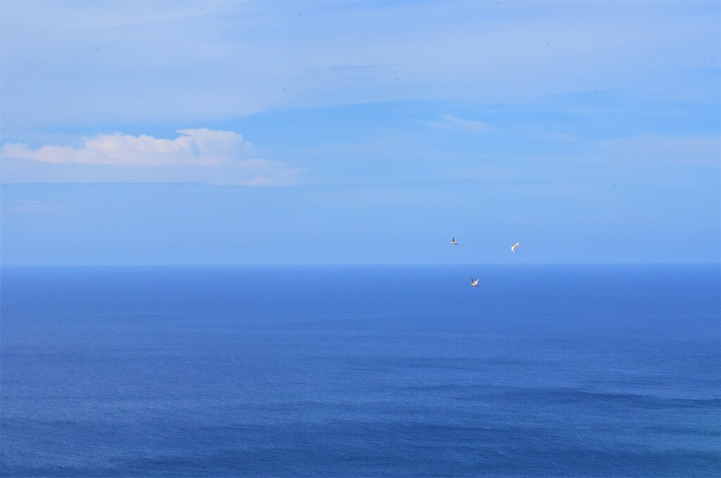 Golden Bosun From Territory Day Park Area Christmas Island On December