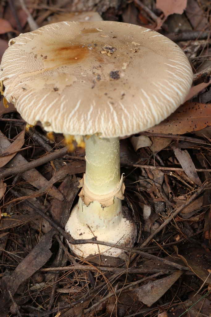 Ocher Gilled Barefoot Lepidella From Kariong Nsw Australia On