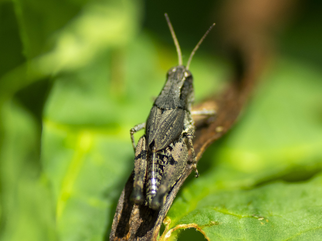 Wingless Grasshopper From Won Wron Vic Australia On January