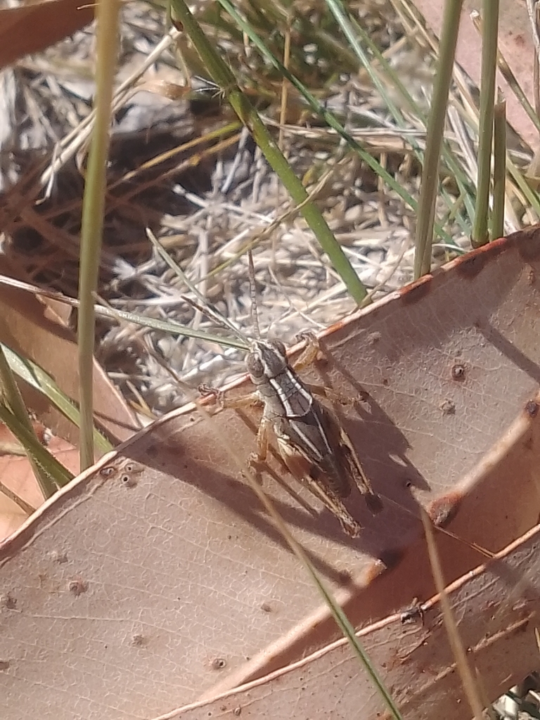 Wingless Grasshopper From Bulart VIC 3314 Australia On March 7 2024