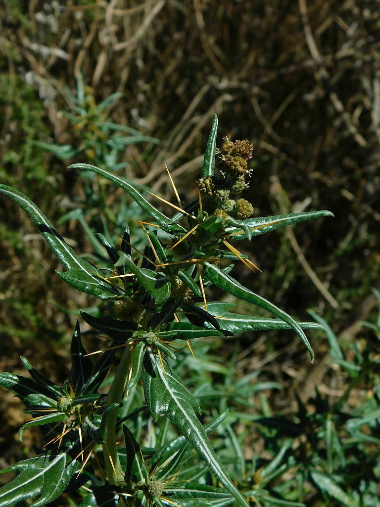 Spiny Cocklebur From Loerkloof Greyton 7233 South Africa On March 7