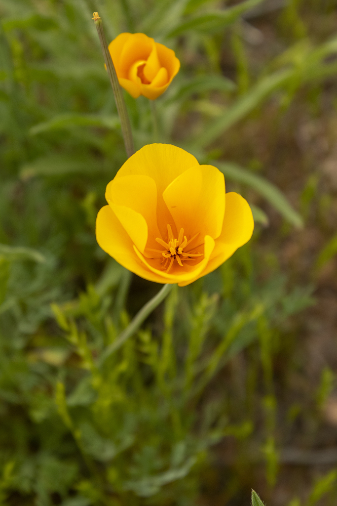 Mexican Poppy From Maricopa County AZ USA On March 6 2024 At 10 09