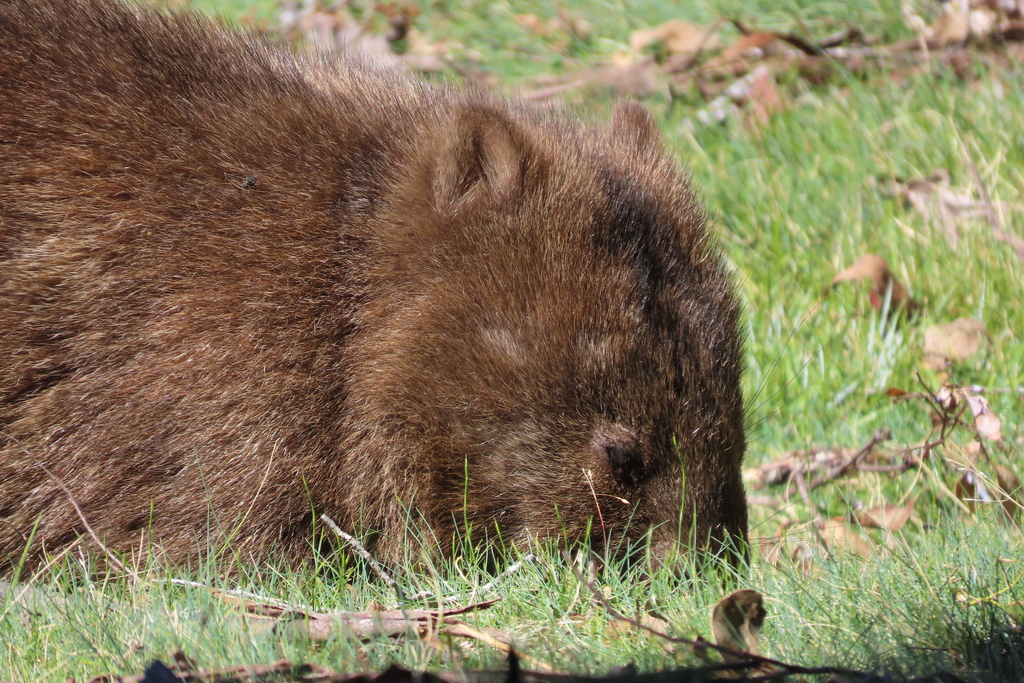 Bare Nosed Wombat From Cradle Mountain Tas Australia On March