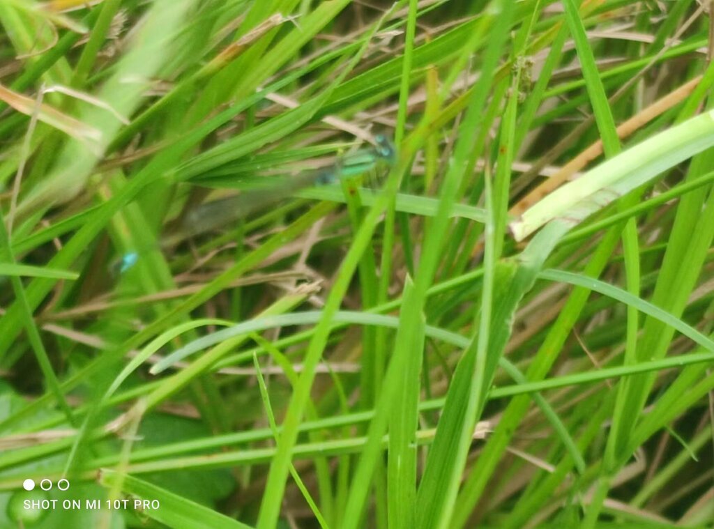 Common Bluetail From Tampines Ave Tampines Eco Green Singapore