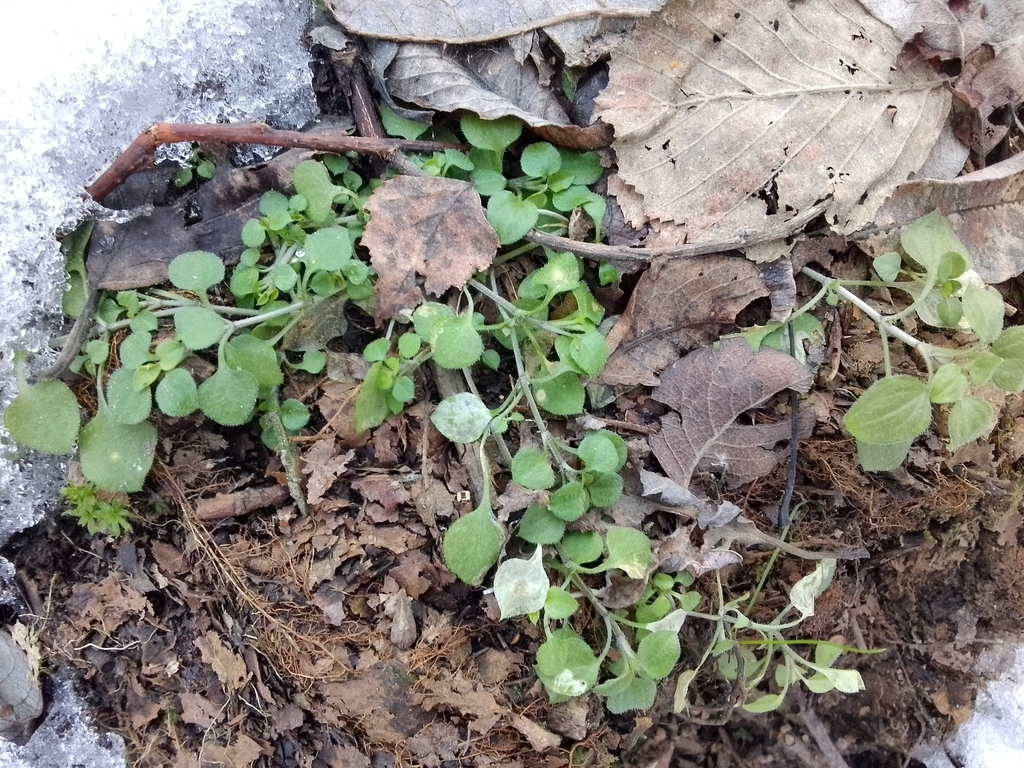 Three Nerved Sandwort From On March