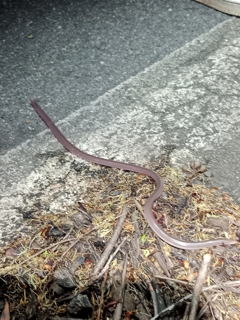 Blackish Blind Snake From Ku Ring Gai Chase Nsw Australia On