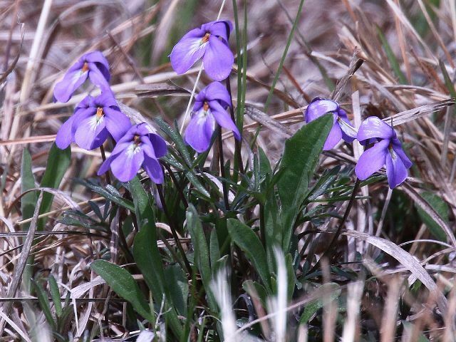 Bird S Foot Violet In April By Stevewalternature Inaturalist