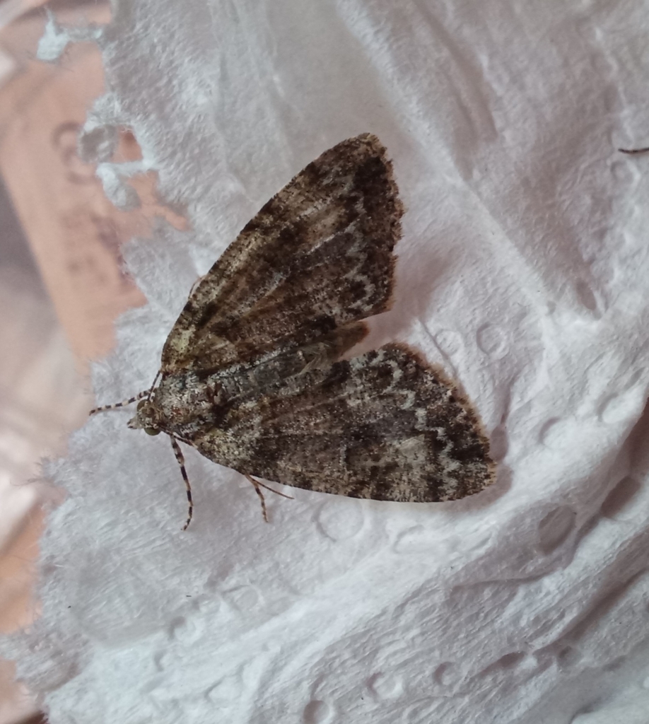 Common Forest Looper From Ruawai 0530 New Zealand On March 9 2024 At