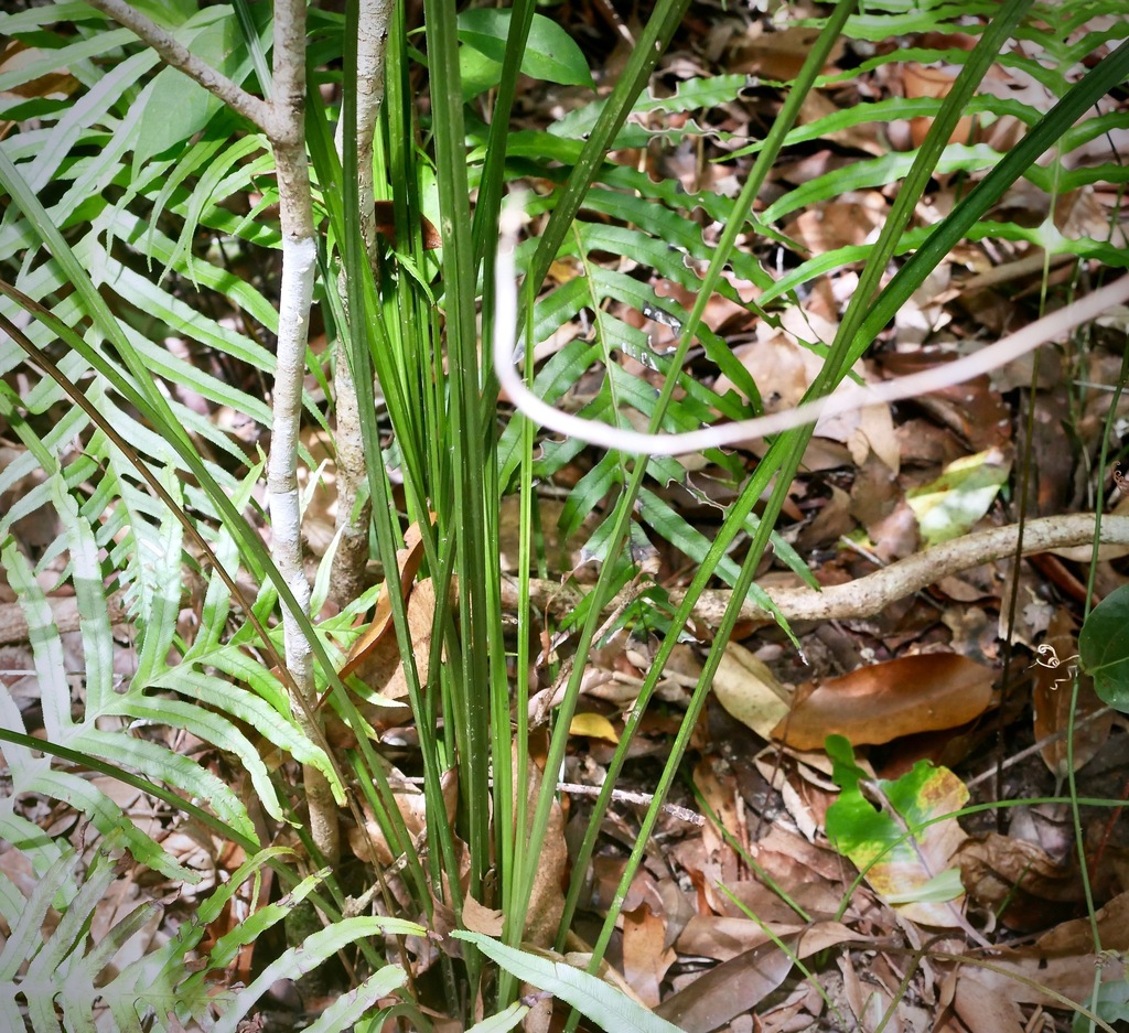 Settler S Flax From Lake Macdonald Qld Australia On February