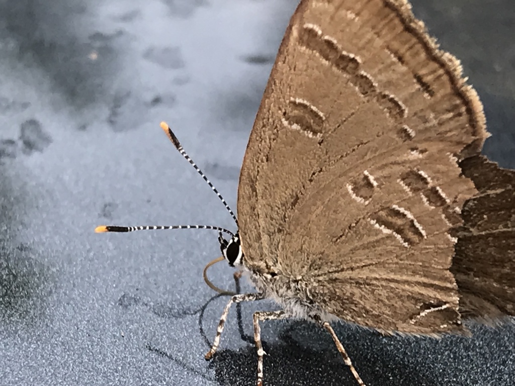 Hickory Hairstreak In July By Stella Foxboxsocksrocks Inaturalist