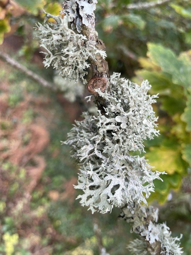 Oakmoss Lichens From Exmoor National Park Minehead England Gb On