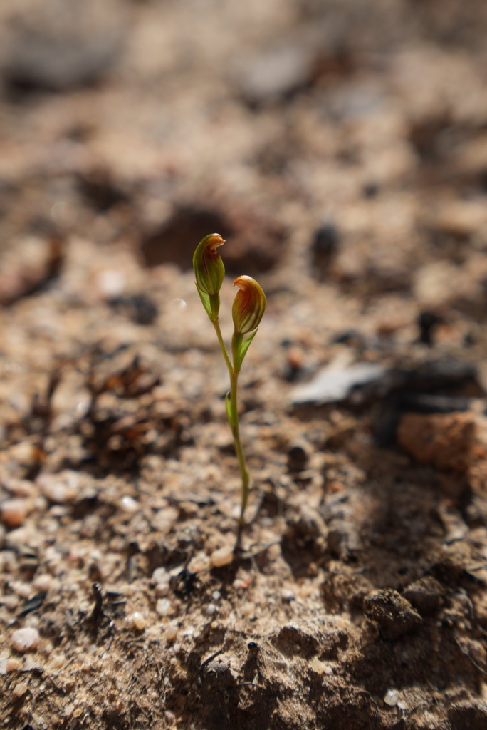 Blushing Tiny Greenhood From Newnes Campground Newnes Plateau Nsw Au