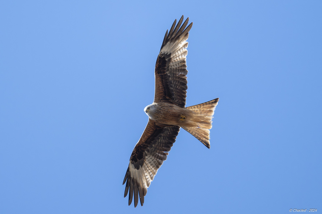 European Red Kite From La Salle Prunet Florac Trois Rivi Res