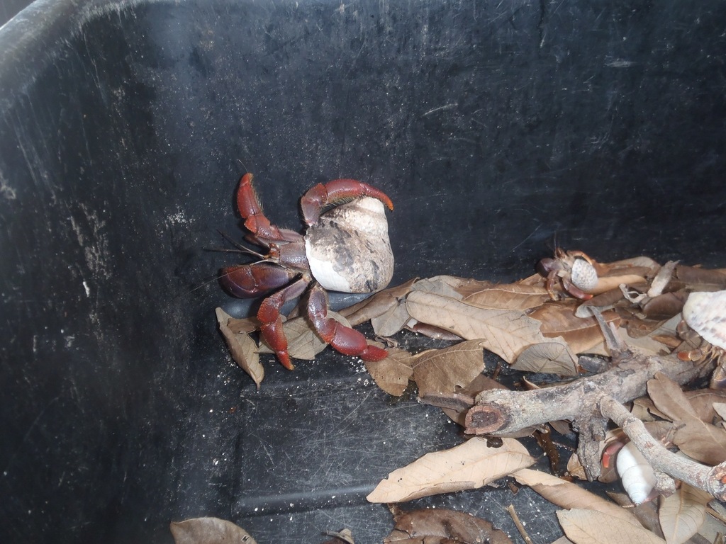 Caribbean Land Hermit Crab Decapoda Crabs Of The British Indian