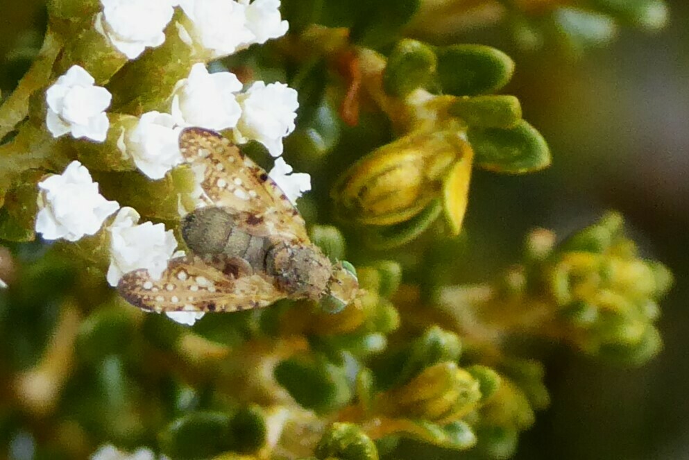 Austrotephritis Marginata From Waikouaiti New Zealand On March