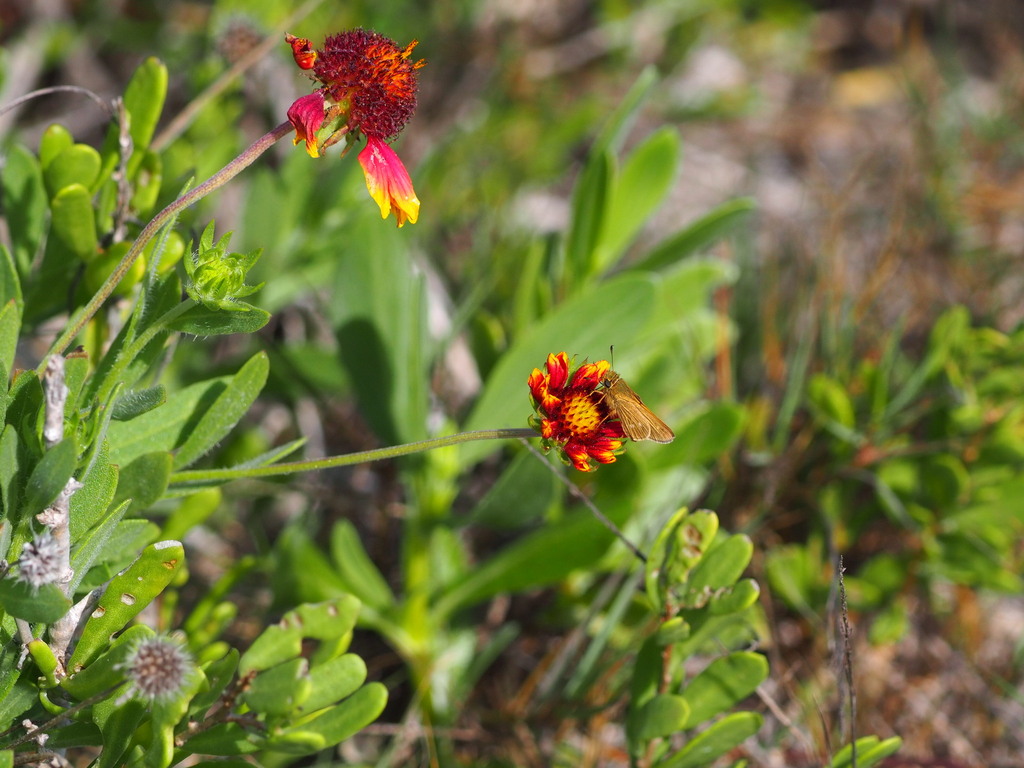 Obscure Skipper From Corpus Christi TX USA On March 9 2024 At 03 52