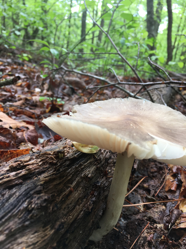 Megacollybia Rodmanii Lichens And Mushrooms Of Virginia INaturalist