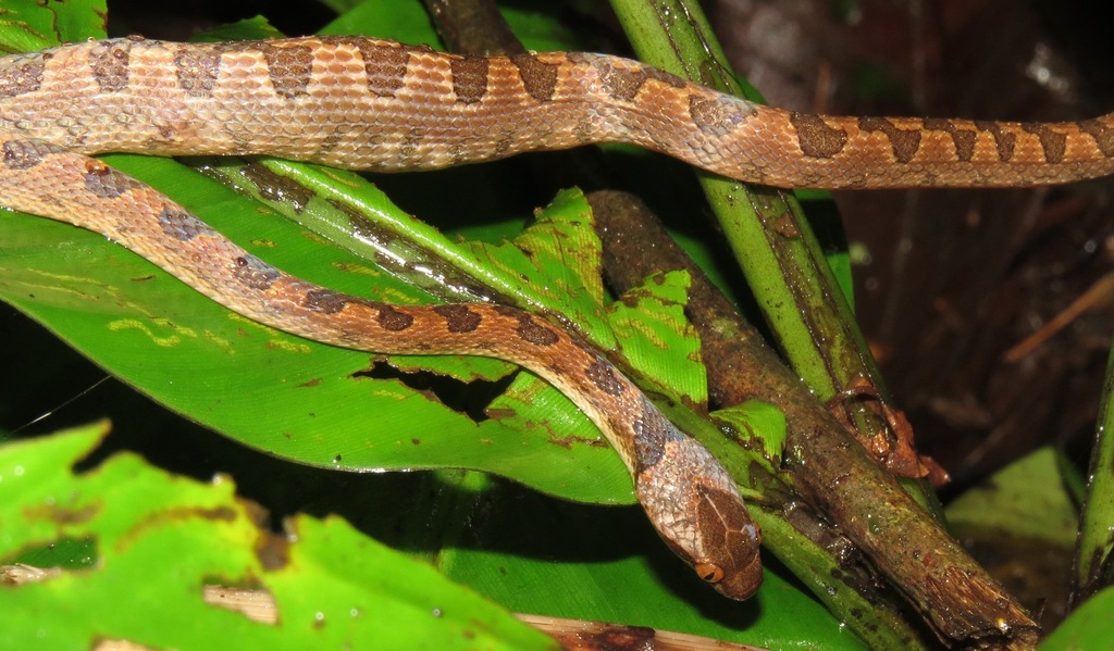 Cat Eyed Snakes From Provincia De Alajuela Upala Costa Rica On July