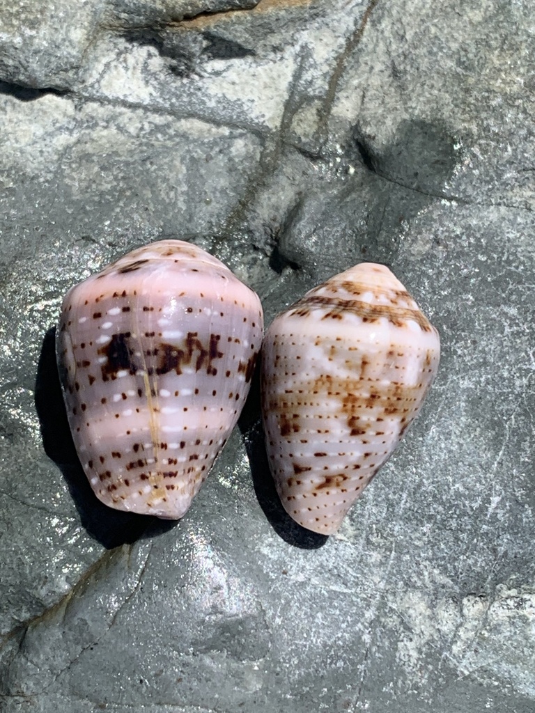 Coronated Cone From Yuraygir National Park Barcoongere NSW AU On