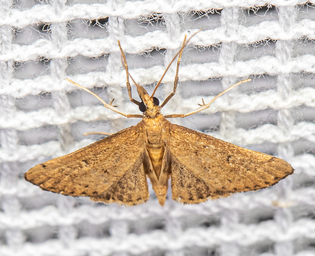 Pyralid And Crambid Snout Moths From The Grange Reserve Clayton South