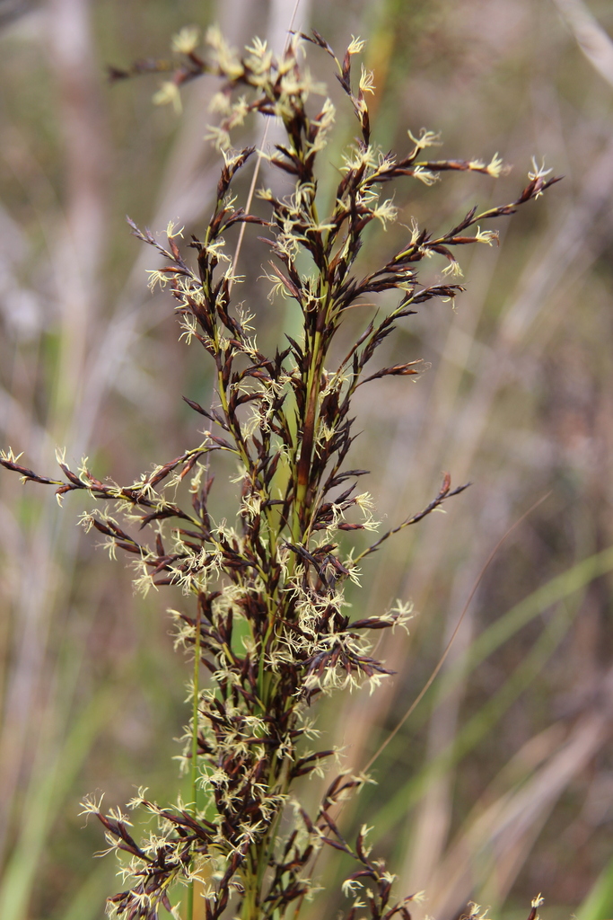 Red Fruit Saw Sedge From Sydney NSW Australia On November 1 2017 At