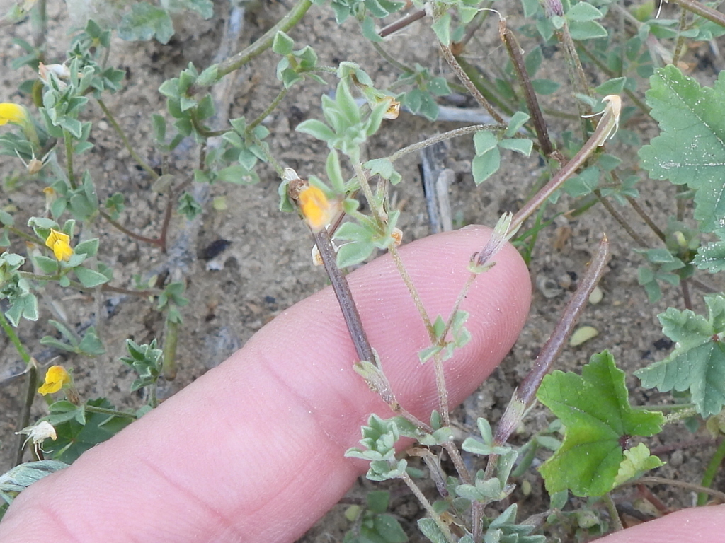 Petty Bird S Foot Trefoil From Mushrif Dubai United Arab Emirates