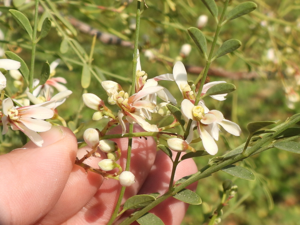 Moringa Peregrina From Mushrif Dubai United Arab Emirates On