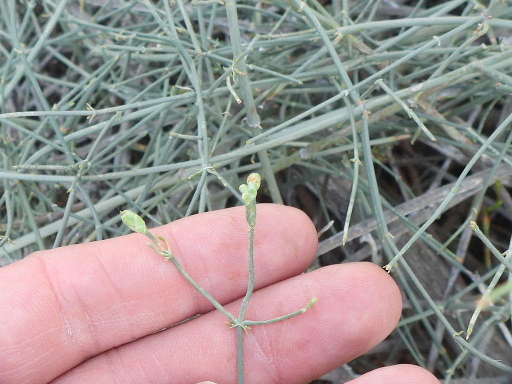 Ephedra Foliata From Mushrif Dubai United Arab Emirates On February