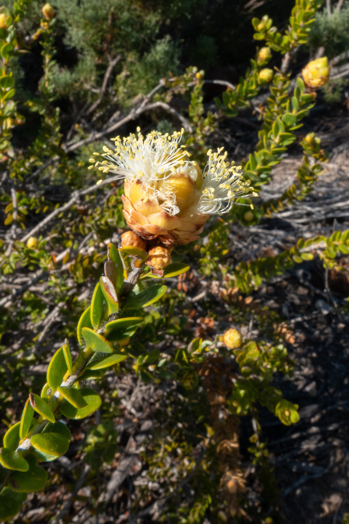 Bottlebrushes From Kalbarri WA 6536 Australia On October 20 2023 At