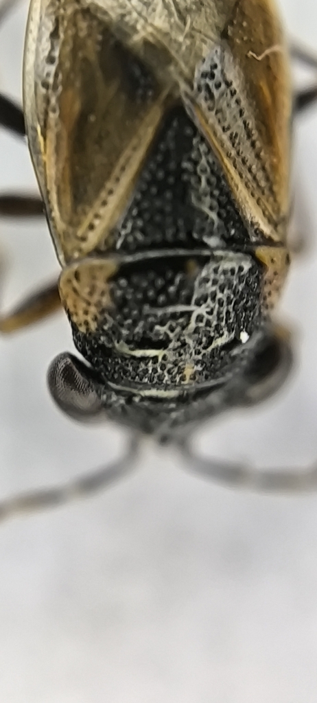 Geocoris Pallidipennis From Yanbian Korean Cn Jl Cn On March