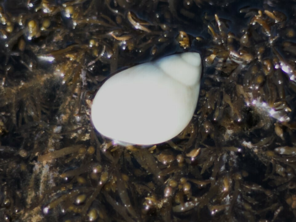 Conical Moon Snail From Port Hedland Wa Australia On March