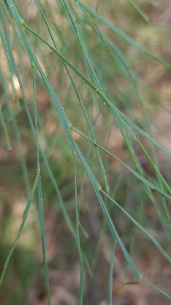 Winged Broom Pea From Canoelands NSW 2157 Australia On March 14 2024