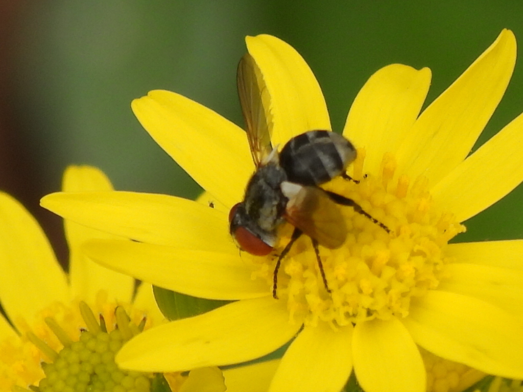 Gymnoclytia Occidua From Fort Worth TX USA On March 14 2024 At 04 14