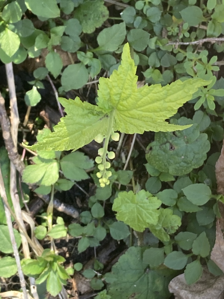 Twoleaf Miterwort From Sevier County Great Smoky Mountains National