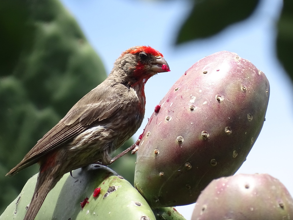 House Finch from San Sebastián Atlahapa Tlax México on August 22