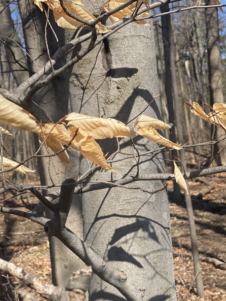 American Beech From Seasons Trail Webster NY US On March 15 2024 At