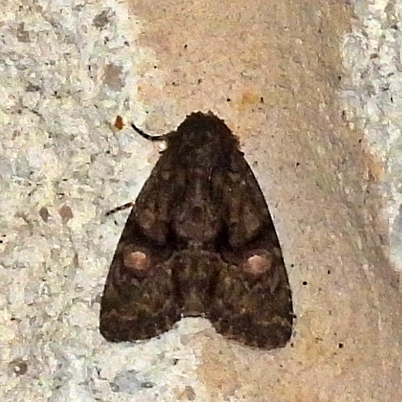 Spotted Phosphila Moth From Private FM2005 Hamilton TX USA On 16