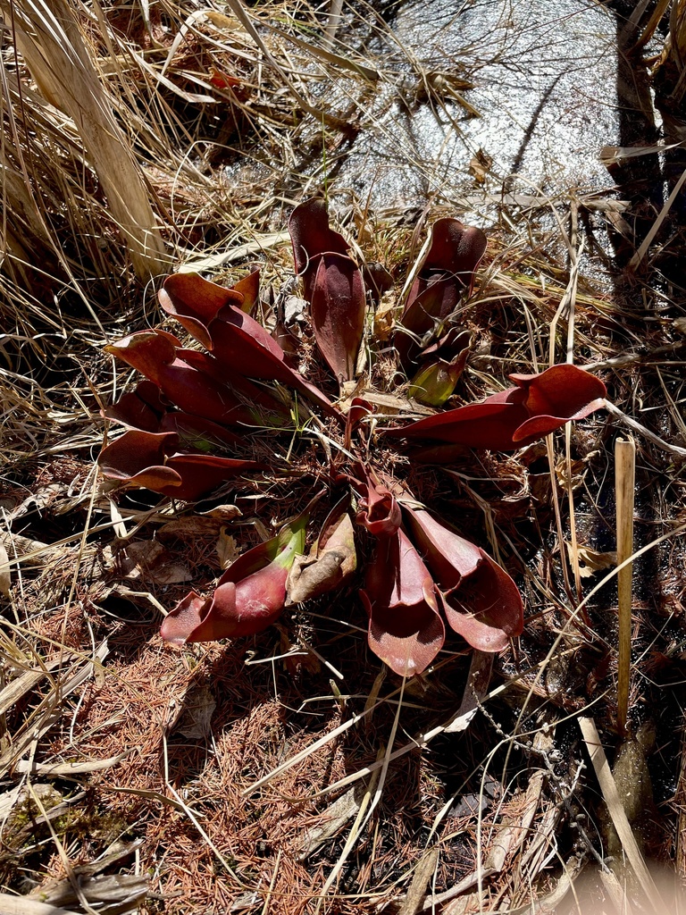 Northern Purple Pitcher Plant In March 2024 By Infiniteuniverse