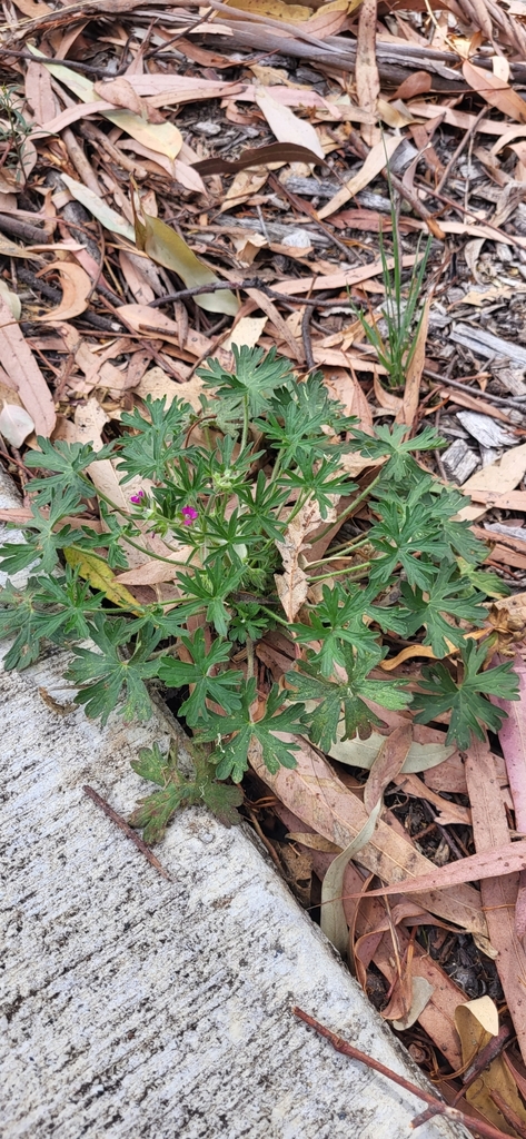 Cut Leaved Crane S Bill From Bundoora Vic Australia On March