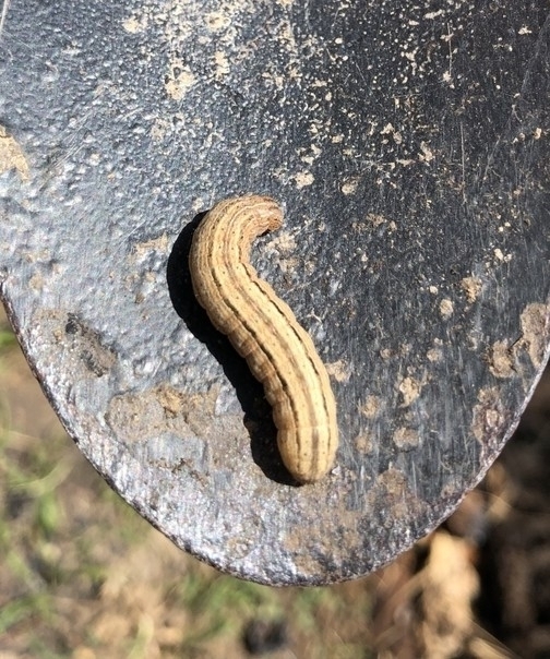 Cutworm Moths And Allies From Monte Moro On 24 April 2022 By Emanuela