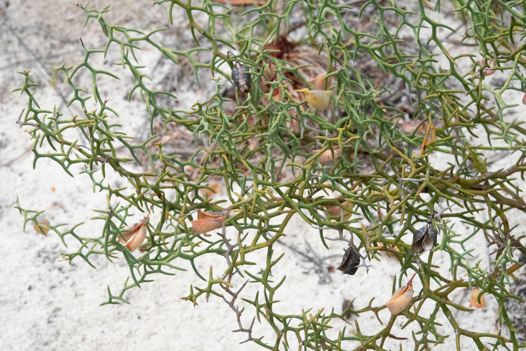 Daviesia Incrassata From Hopetoun WA 6348 Australia On October 23