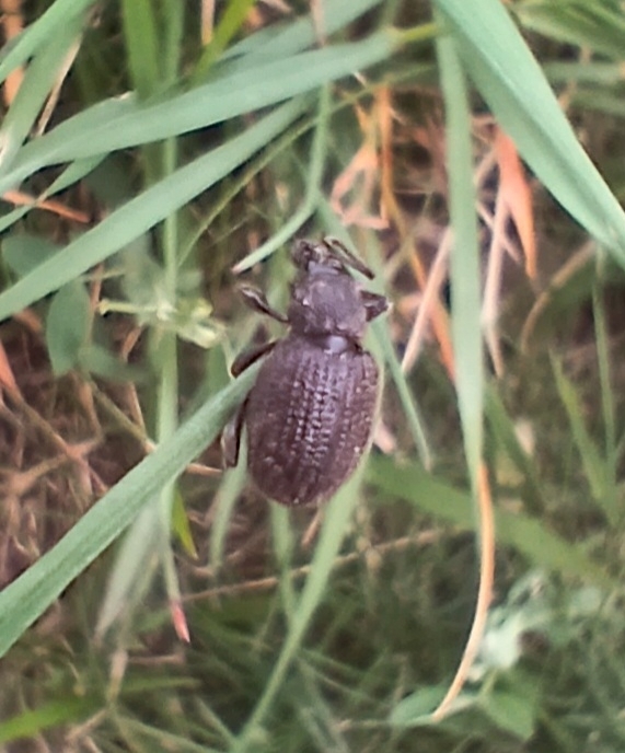 Rough Strawberry Root Weevil From Sterreich On March At