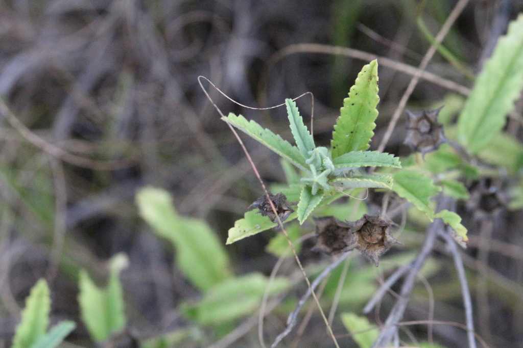 Spiderlegs From West Rand District Municipality South Africa On March