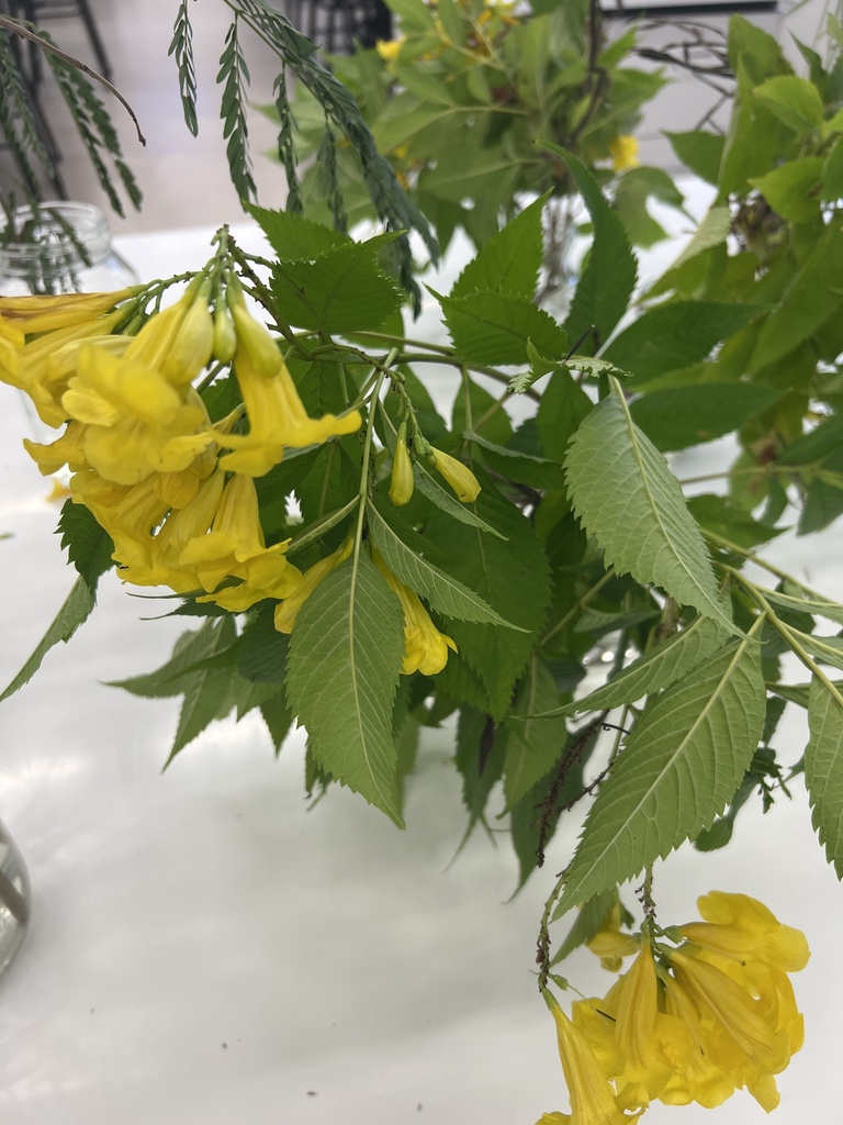 Yellow Trumpet Flower From The University Of Queensland Gatton Campus