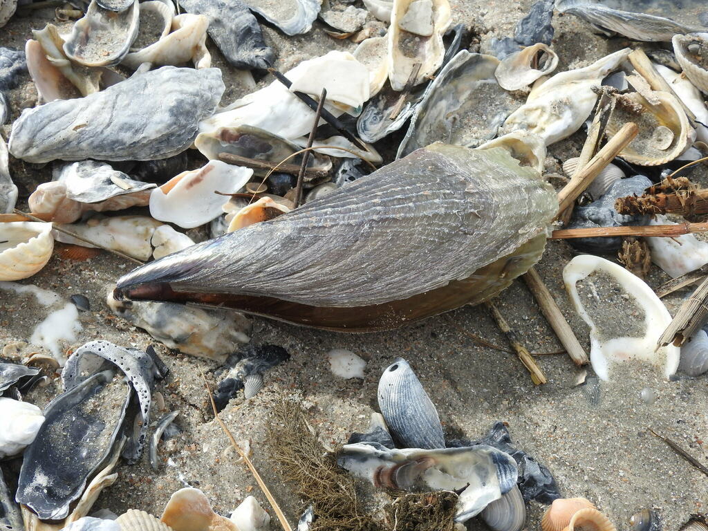 Half Naked Pen Shell From Colleton County SC USA On February