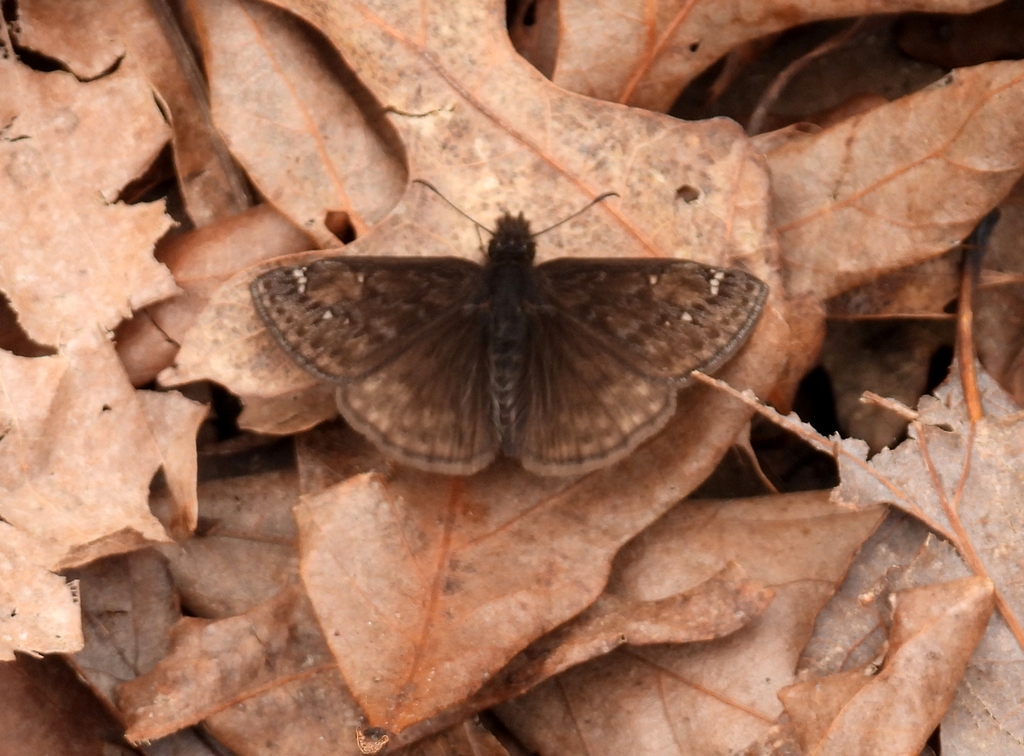 Juvenal S Duskywing From Stewart County TN USA On March 22 2024 At