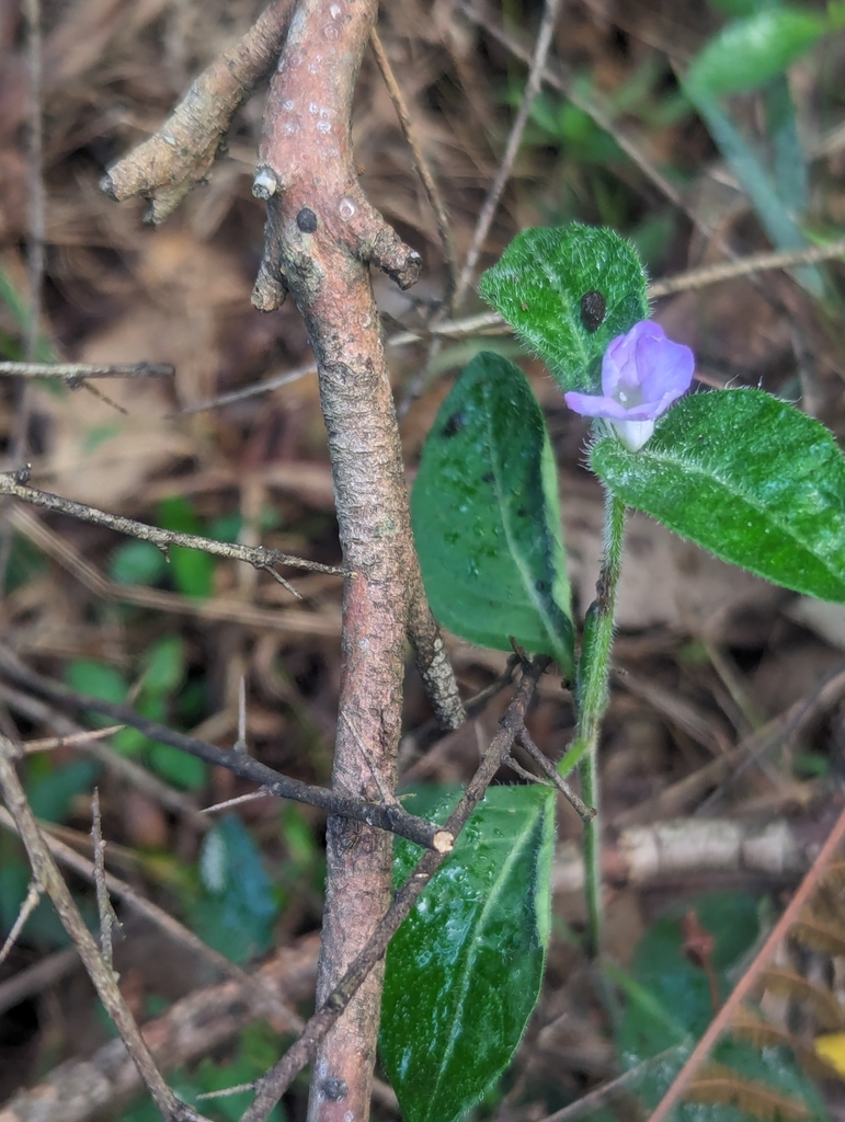 Flowering Plants From Horsley Park Nsw Australia On March